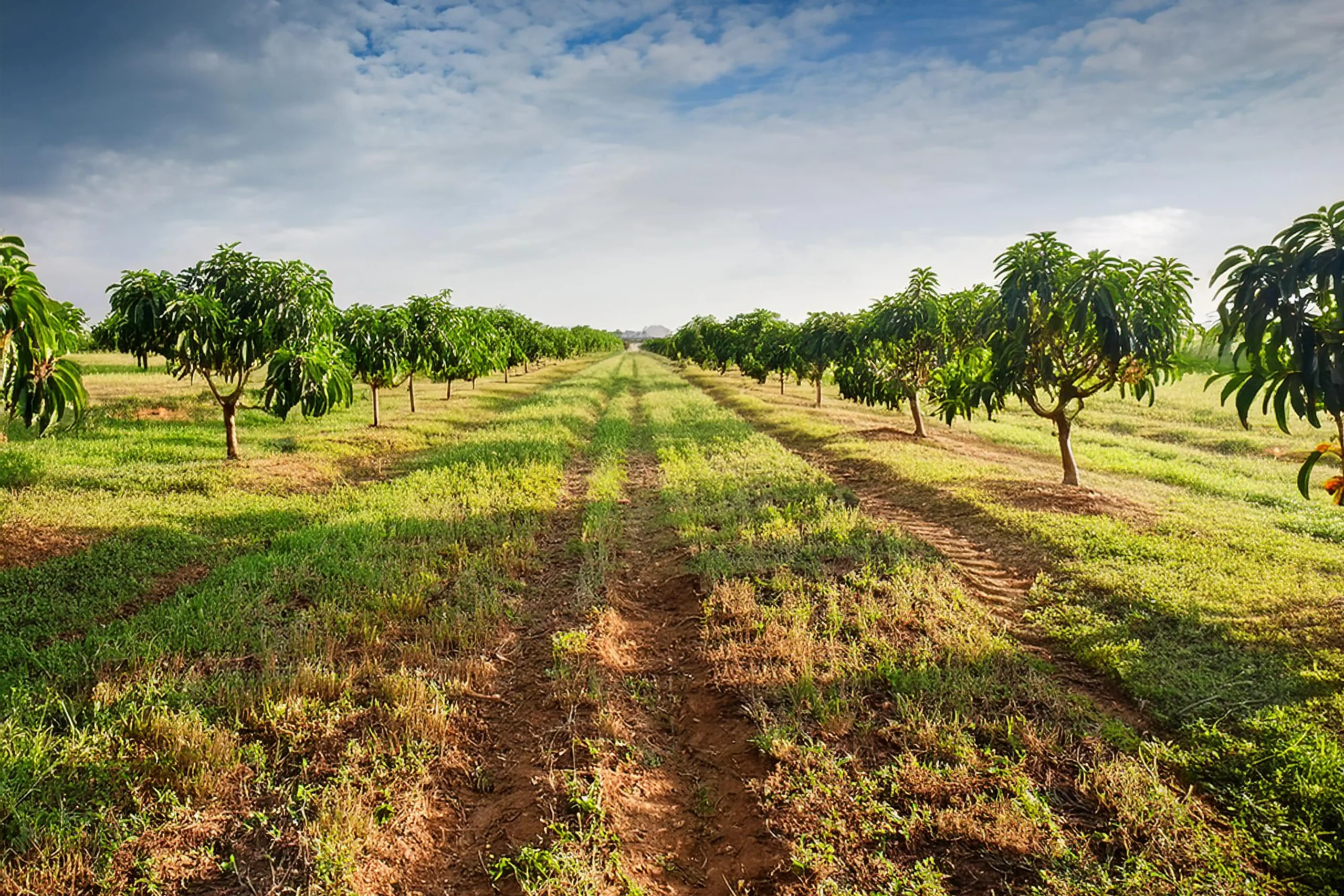Yadadri Gardens – Phase II
